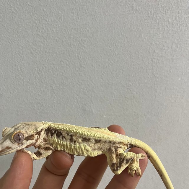 릴리화이트 솔리드백