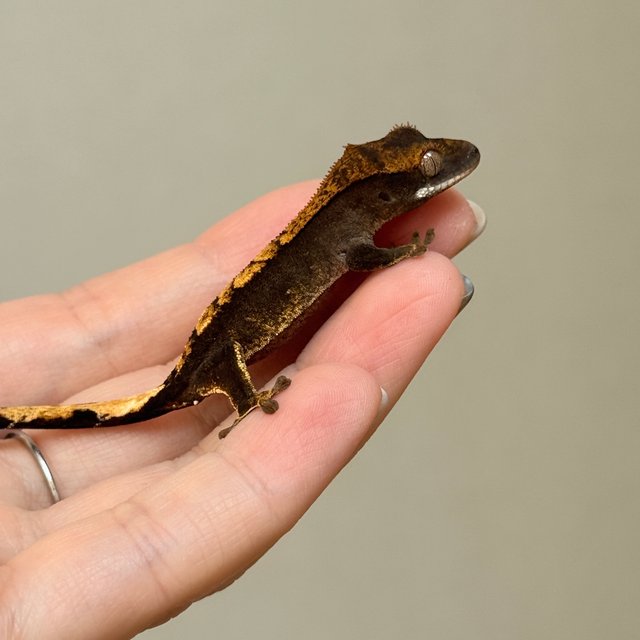 챠콜 100%헷아잔틱