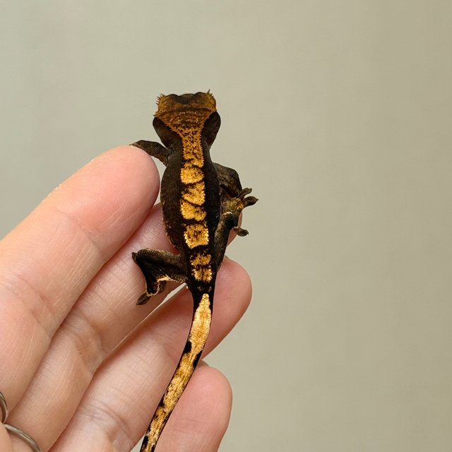 챠콜 100%헷아잔틱