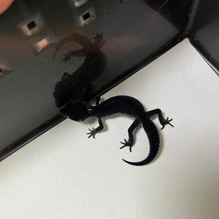 블랙나이트 스노우