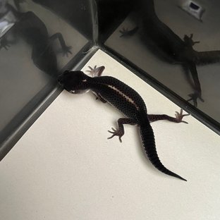 스노우 블랙나이트 이클립스 트램퍼알비노