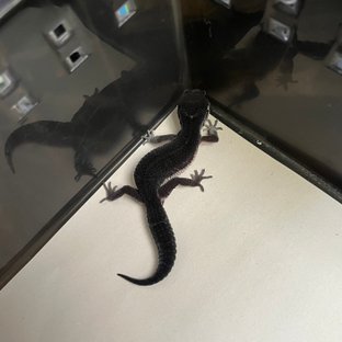 스노우 블랙나이트