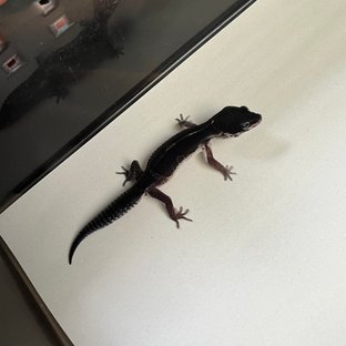 스노우 블랙나이트