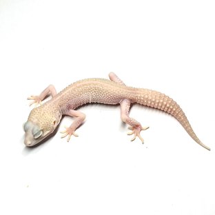 슈퍼스노우 이클립스 벨