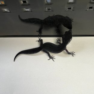 스노우 블랙나이트