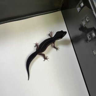 스노우 블랙나이트