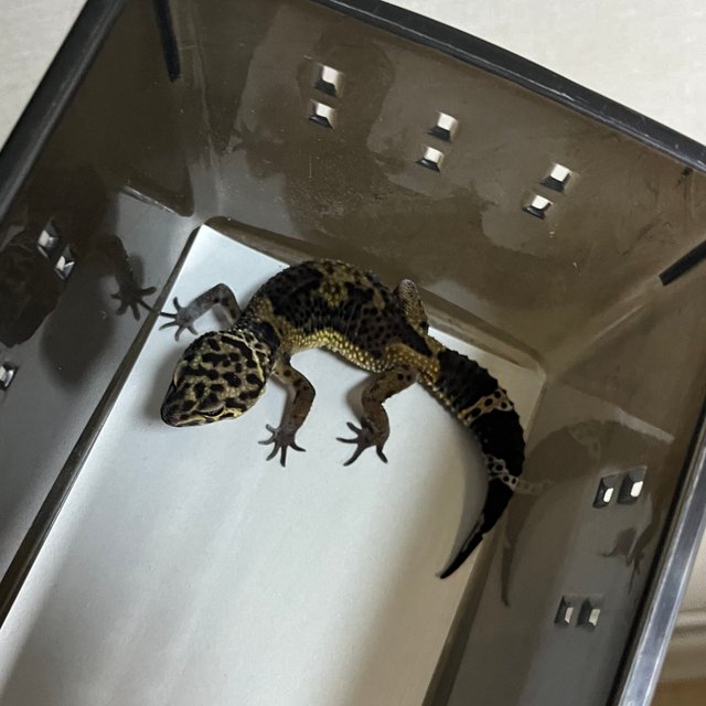 블랙나이트 만다린