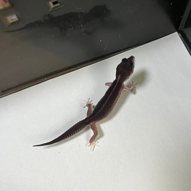 슈퍼하이포 블랙나이트