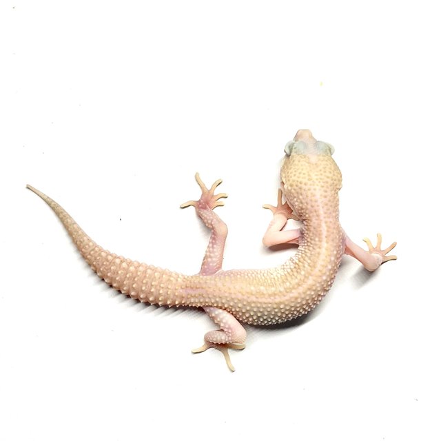 슈퍼스노우 이클립스 벨