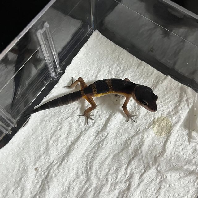 블랙나이트 만다린