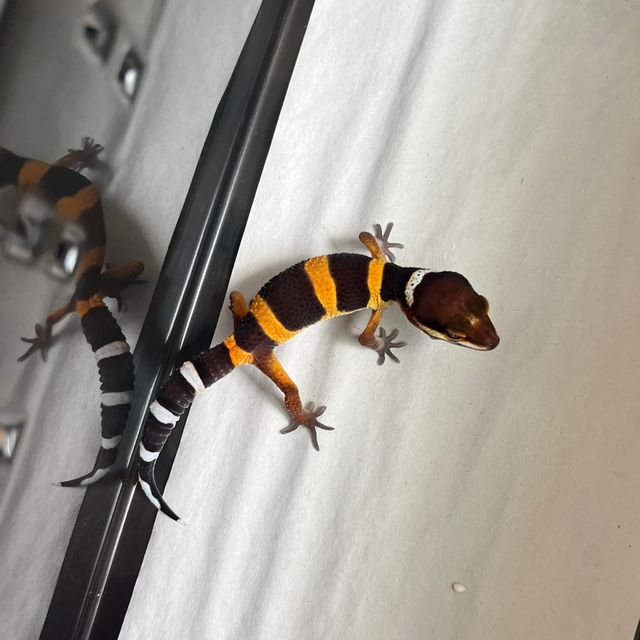 다크 만다린 블랙나이트