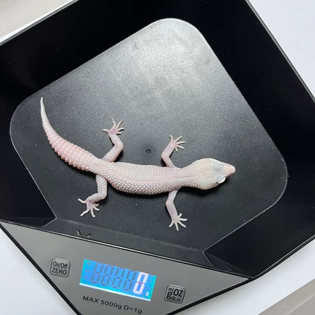 슈퍼스노우 디아블로블랑코