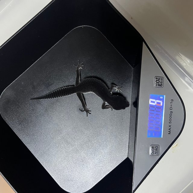 스노우 블랙나이트