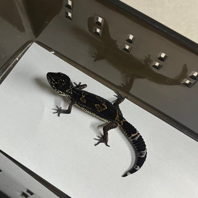 블랙나이트 만다린