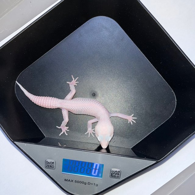 슈퍼스노우 디아블로블랑코