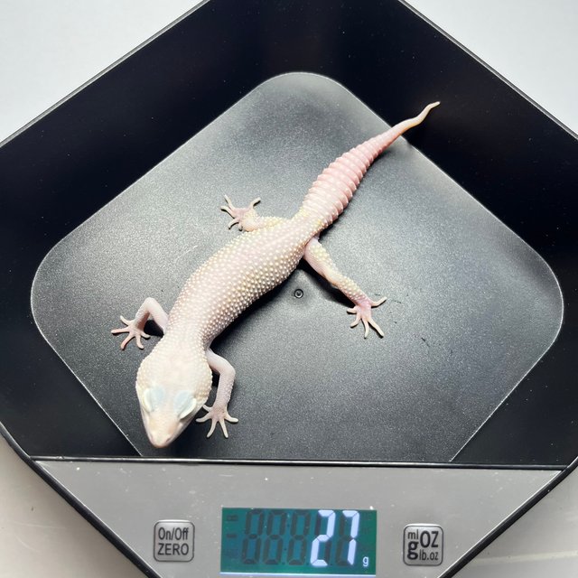 스노우 디아블로블랑코