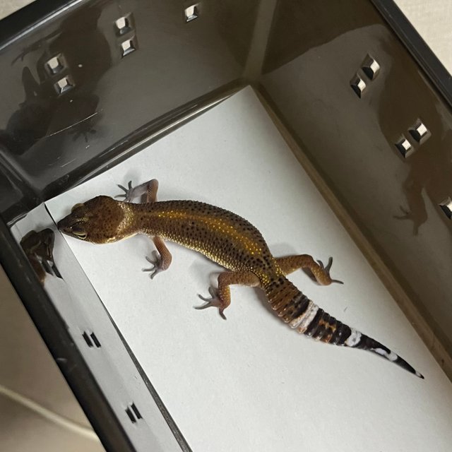 블랙나이트 만다린