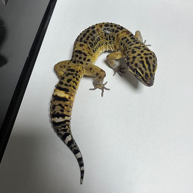 블랙나이트 만다린