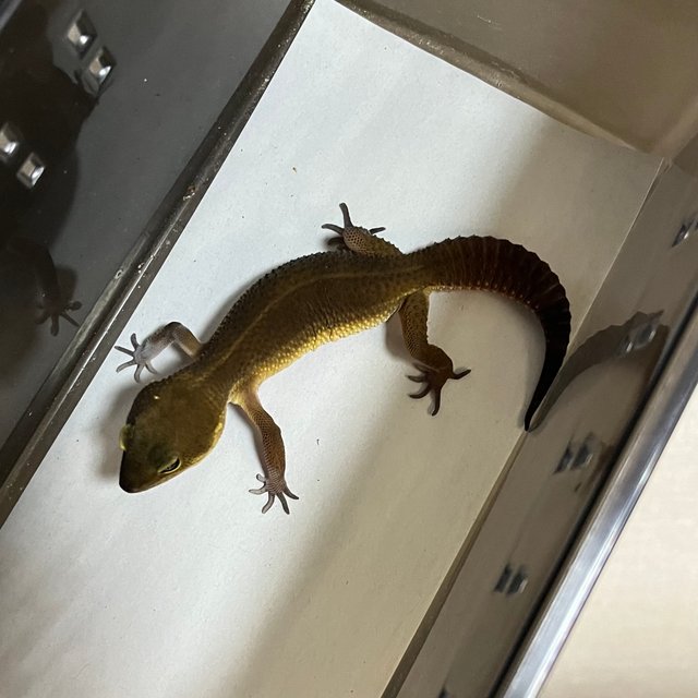 블랙나이트 만다린