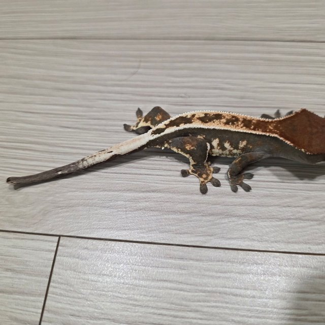 풀핀 100%헷아잔틱 카푸치노