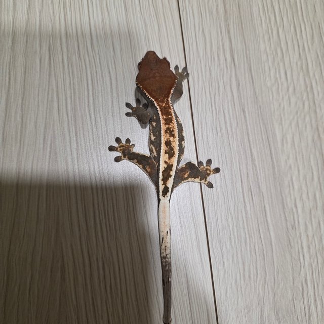 풀핀 100%헷아잔틱 카푸치노