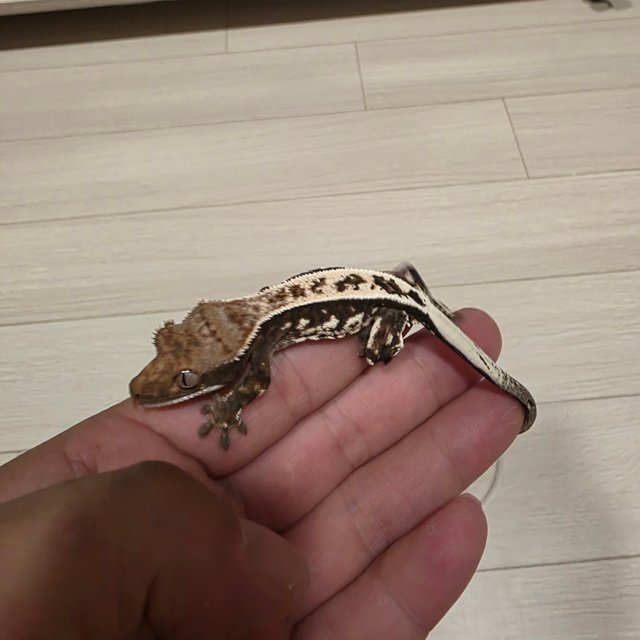 풀핀 100%헷아잔틱 카푸치노