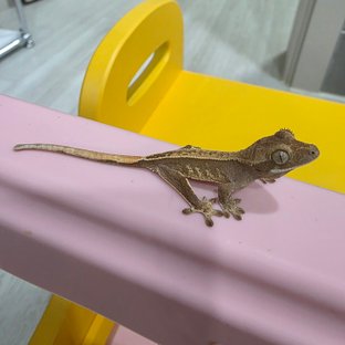 동배