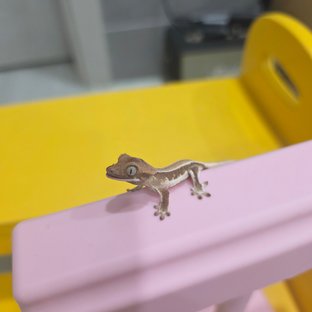 동배