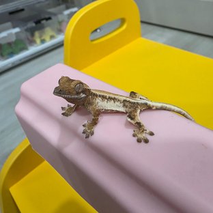 동배