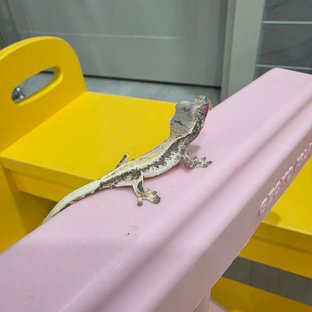 동배