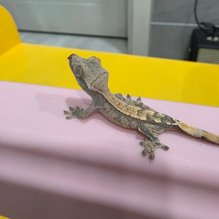 동배