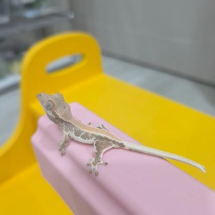 동배