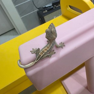 동배