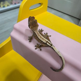 동배
