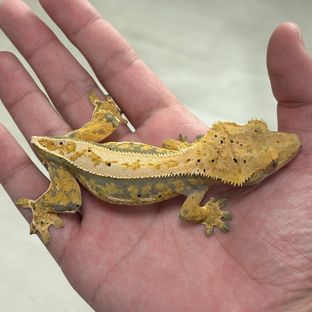 트라이