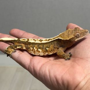 트라이