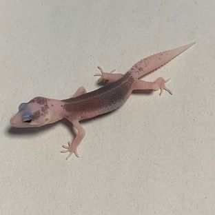갤럭시