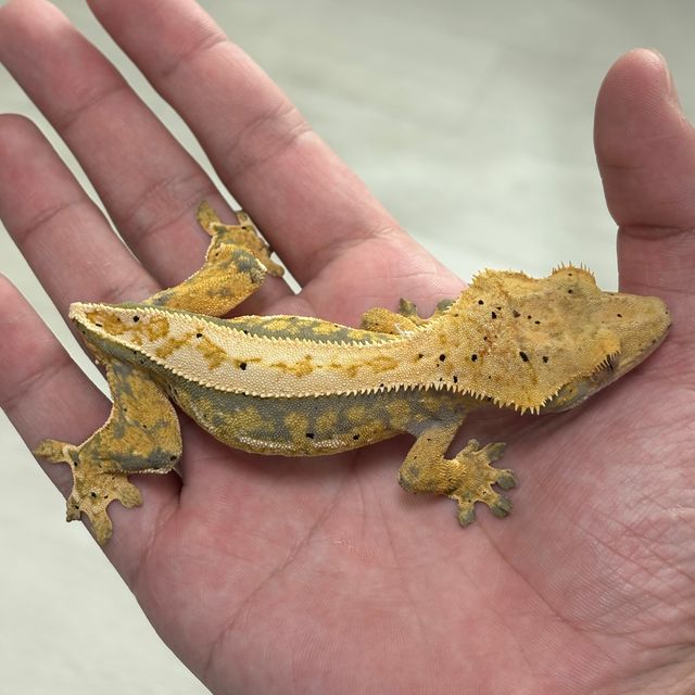 트라이