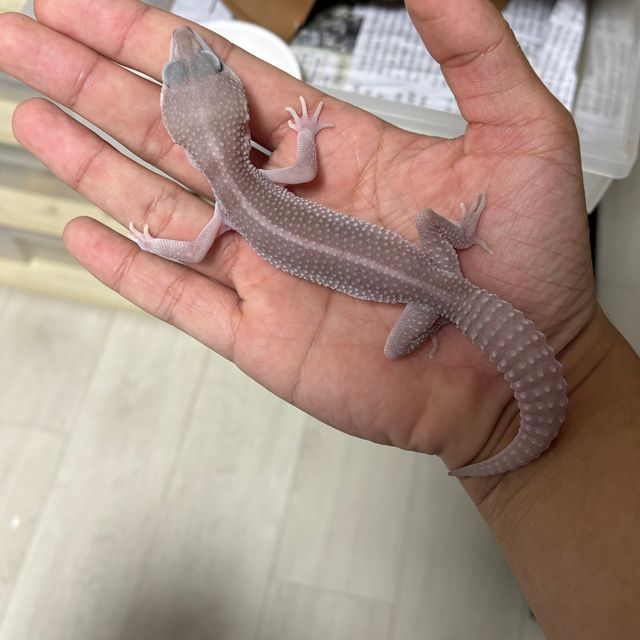 스노우 머피 패턴리스