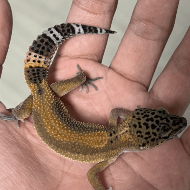 만다린 블랙나이트