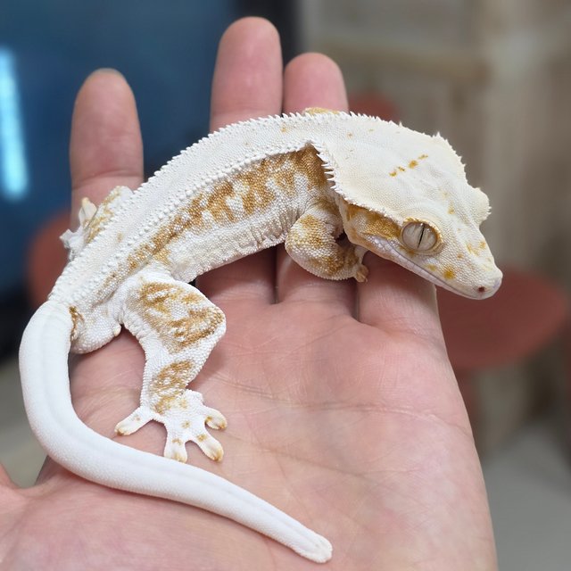 크림 크림시클 릴리화이트