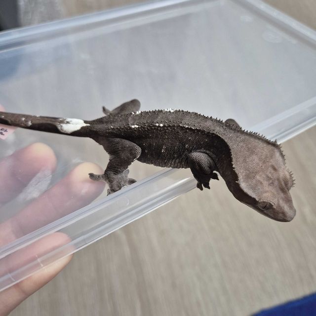 아잔틱