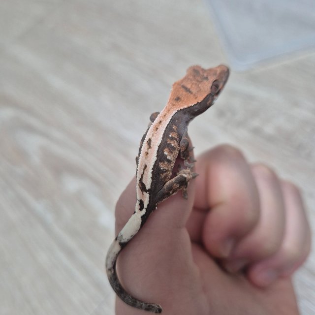 세이블 100%헷아잔틱