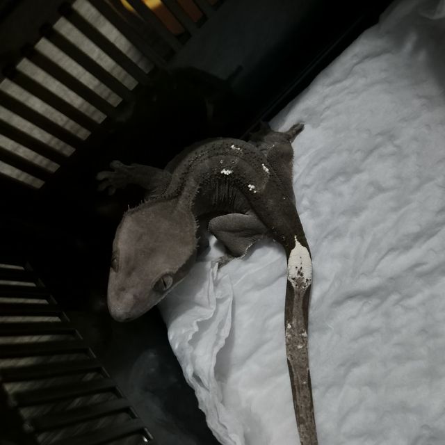 아잔틱