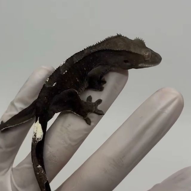 아잔틱