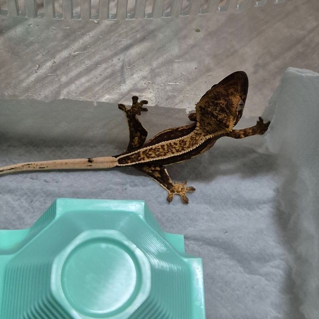 풀핀 오닉스