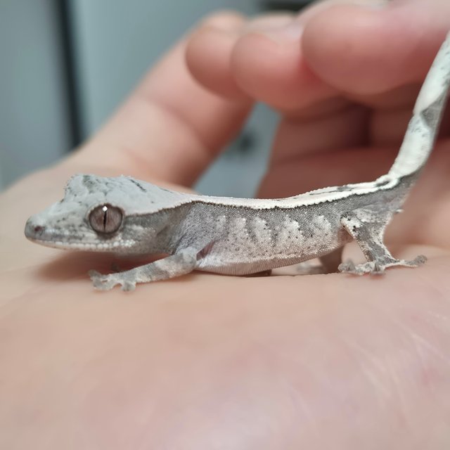 세이블 100%헷아잔틱