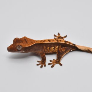 핀스트라이프 노멀