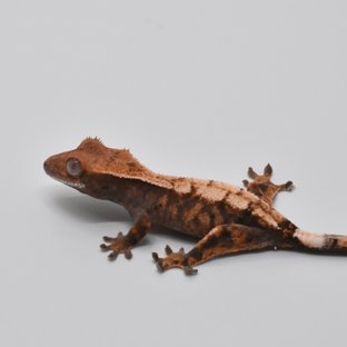 100%헷아잔틱 세이블