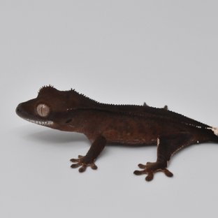 슈퍼스트라이프 챠콜 팬텀 카푸치노